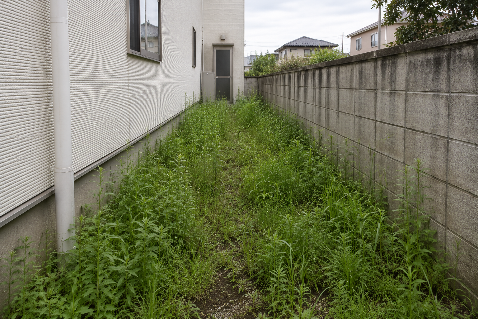 施工前の通路。雑草が膝下まで密に茂っている