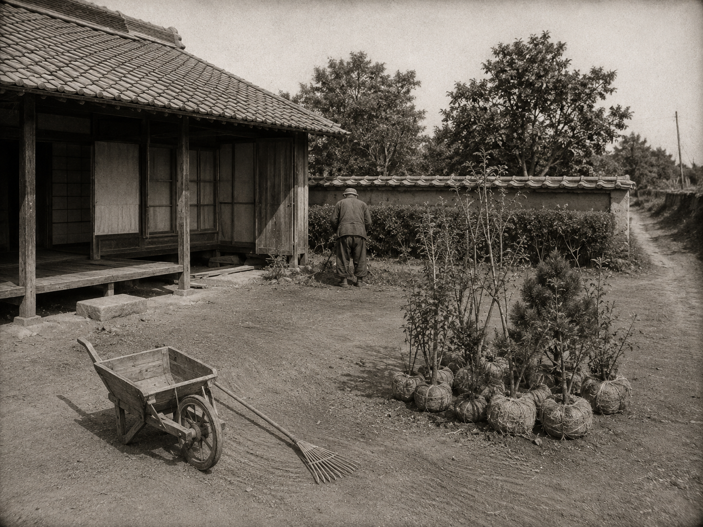 土がむき出しの前庭に、根巻きした若い植木が並べられた1950年代の民家